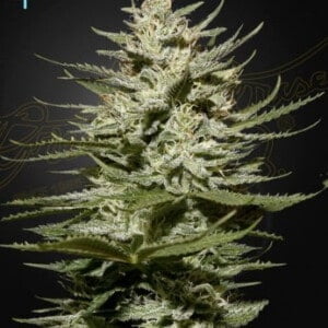 Green House Seeds The Church CBD Feminized Cannabis Seeds Annibale Seedshop