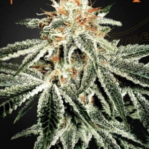 Green House Seeds White Widow Feminized Cannabis Seeds Annibale Seedshop