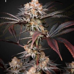 Green House Seeds Wonder Pie Feminized Cannabis Seeds Annibale Seedshop