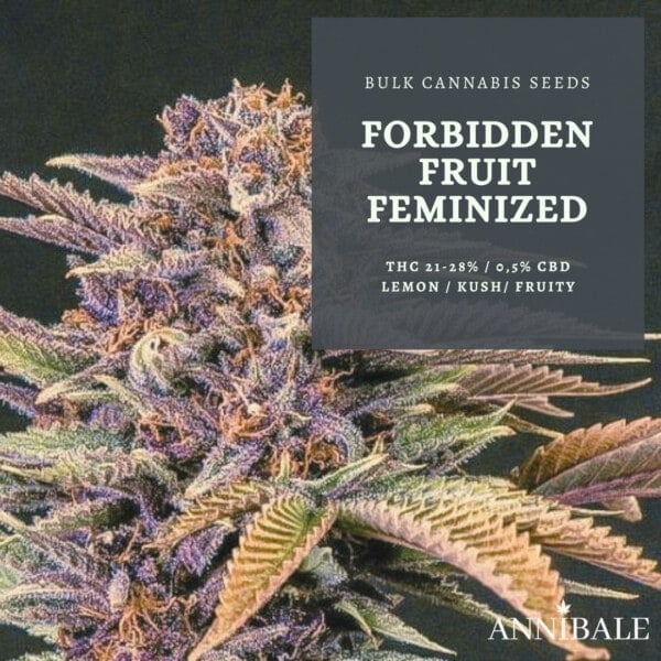 Forbidden Fruit Feminized Cannabis Bulk Seeds Annibale Seedshop