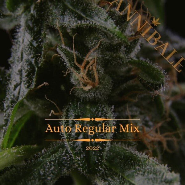 Auto Regular Mix #1 - Annibale Genetics