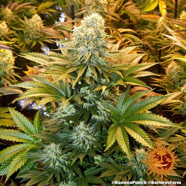 Barney's Farm Banana Punch Feminized Cannabis Seed Annibale Seedshop 1