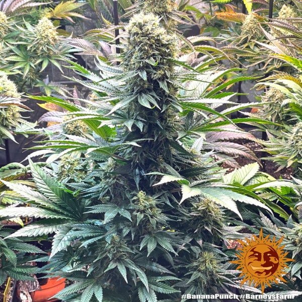 Barney's Farm Banana Punch Feminized Cannabis Seed Annibale Seedshop 2