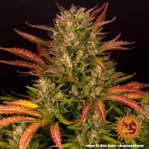 Barney's-Farm-Dos-Si-Dos-Auto-Feminized-Cannabis-Seed-Annibale-Seedshop-6