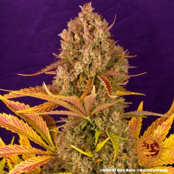 Barney's Farm Dos Si Dos Auto Feminized Cannabis Seed Annibale Seedshop 8