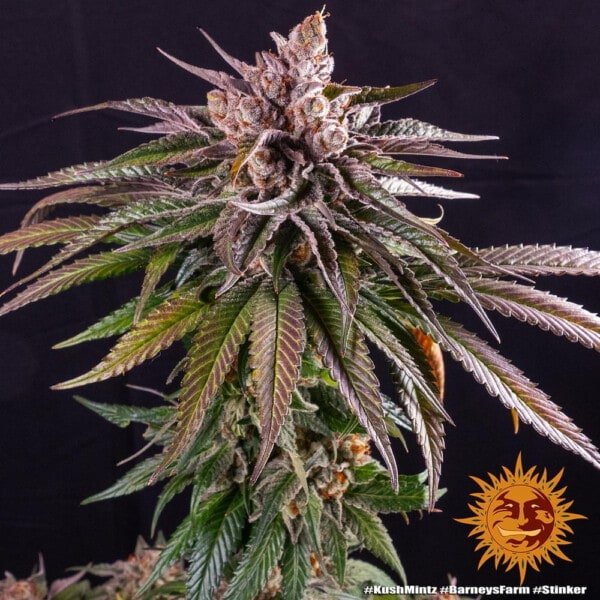 Barney's Farm Kush Mintz Feminized Cannabis Seed Annibale Seedshop 1