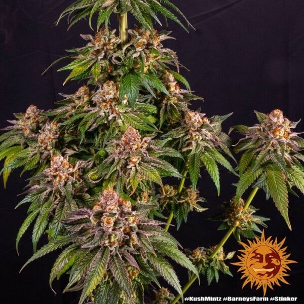 Barney's Farm Kush Mintz Feminized Cannabis Seed Annibale Seedshop 2