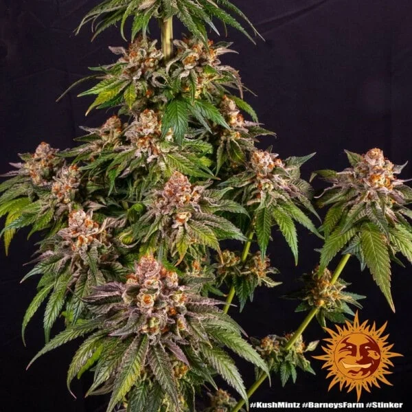 Kush Mintz Feminized - Barney's Farm - Image 4