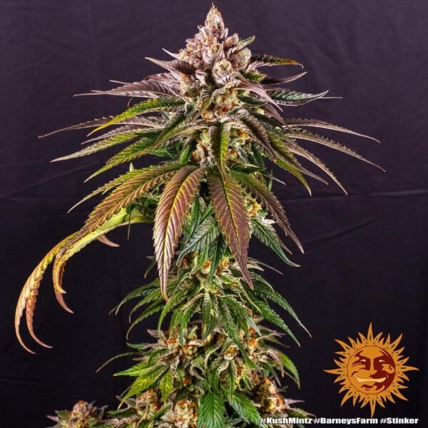 Barney's Farm Kush Mintz Feminized Cannabis Seed Annibale Seedshop 3