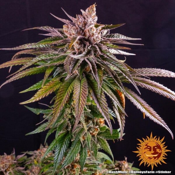 Barney's Farm Kush Mintz Feminized Cannabis Seed Annibale Seedshop 4