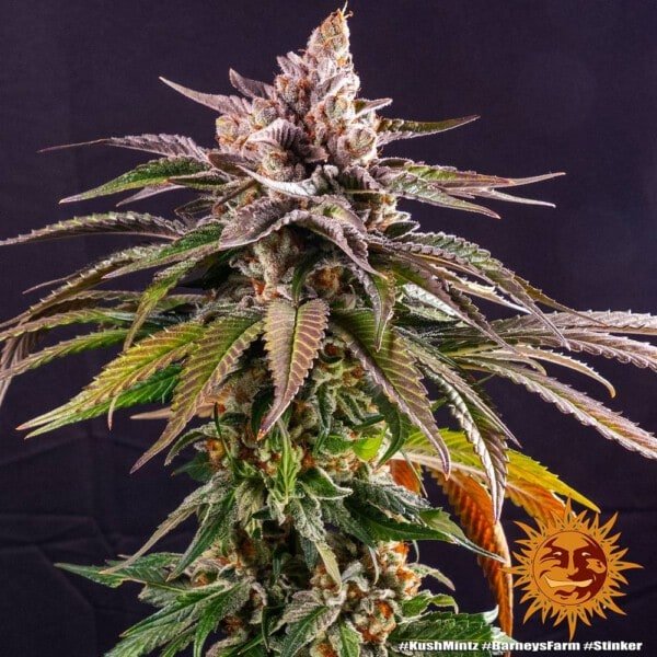 Barney's Farm Kush Mintz Feminized Cannabis Seed Annibale Seedshop 5