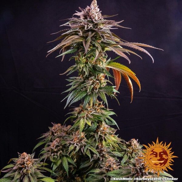Barney's Farm Kush Mintz Feminized Cannabis Seed Annibale Seedshop 6
