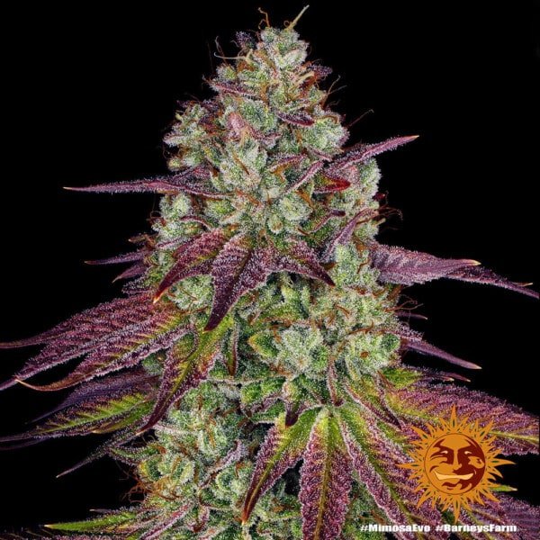 Barney's Farm Mimosa EVO Feminized Cannabis Seed Annibale Seedshop 1