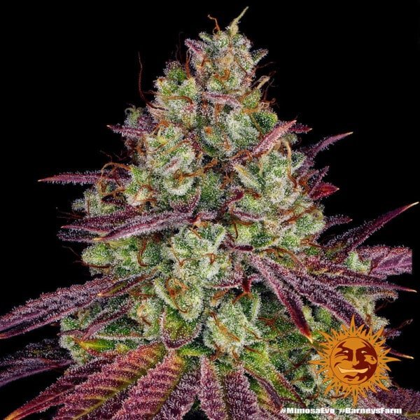 Barney's Farm Mimosa EVO Feminized Cannabis Seed Annibale Seedshop 2