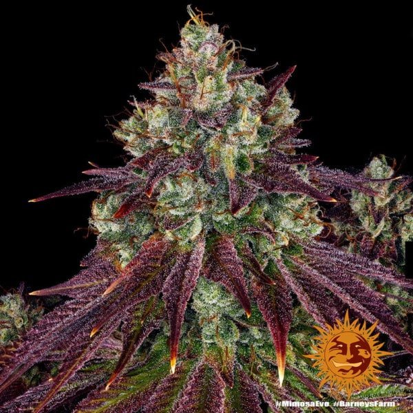 Barney's Farm Mimosa EVO Feminized Cannabis Seed Annibale Seedshop 3