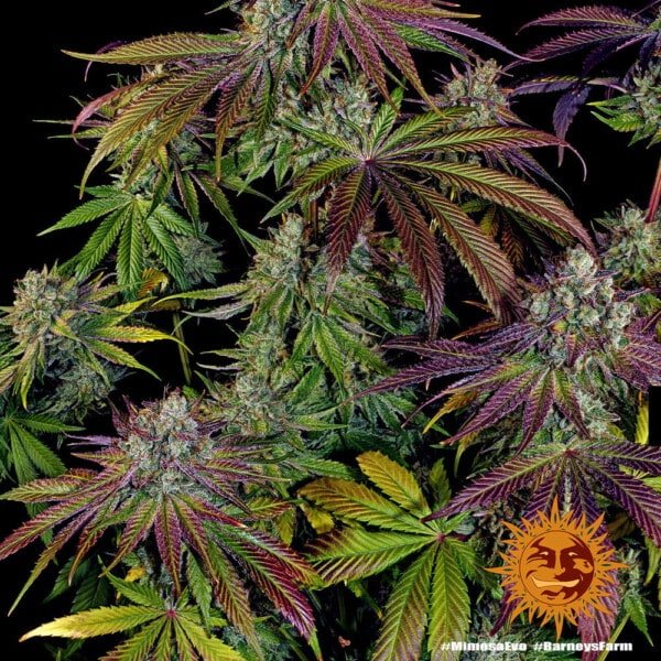 Barney's Farm Mimosa EVO Feminized Cannabis Seed Annibale Seedshop 4