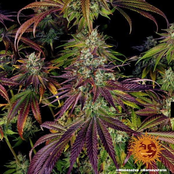 Barney's Farm Mimosa EVO Feminized Cannabis Seed Annibale Seedshop 5