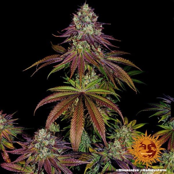 Barney's Farm Mimosa EVO Feminized Cannabis Seed Annibale Seedshop 6