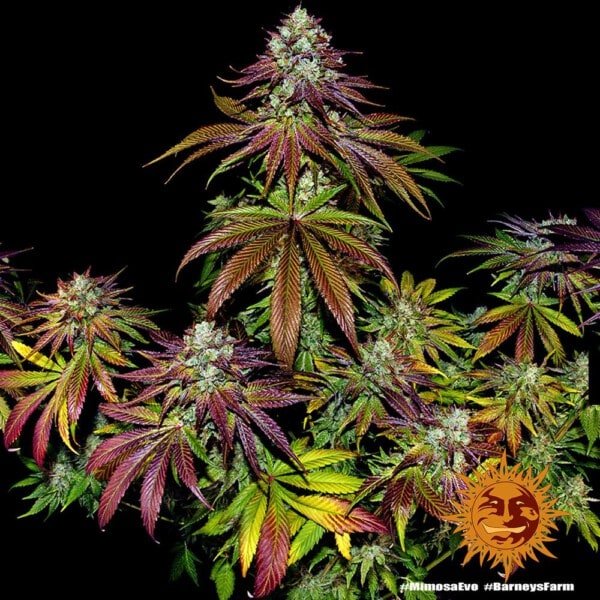 Barney's Farm Mimosa EVO Feminized Cannabis Seed Annibale Seedshop 7