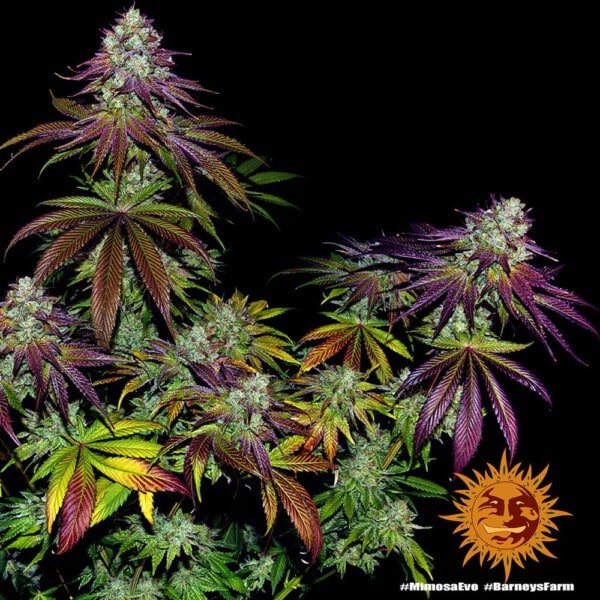 Barney's Farm Mimosa EVO Feminized Cannabis Seed Annibale Seedshop 9