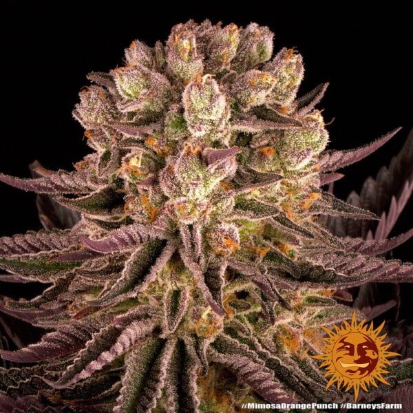 Barney's Farm Mimosa X Orange Punch Feminized Cannabis Seed Annibale Seedshop 1