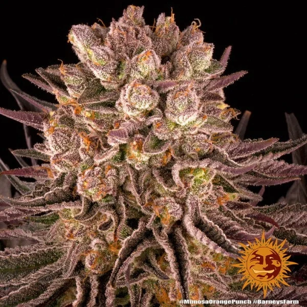 Mimosa x Orange Punch Femminizzata - Barney's Farm - immagine 9