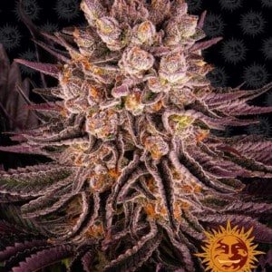 Barney's Farm Mimosa X Orange Punch Feminized Cannabis Seed Annibale Seedshop