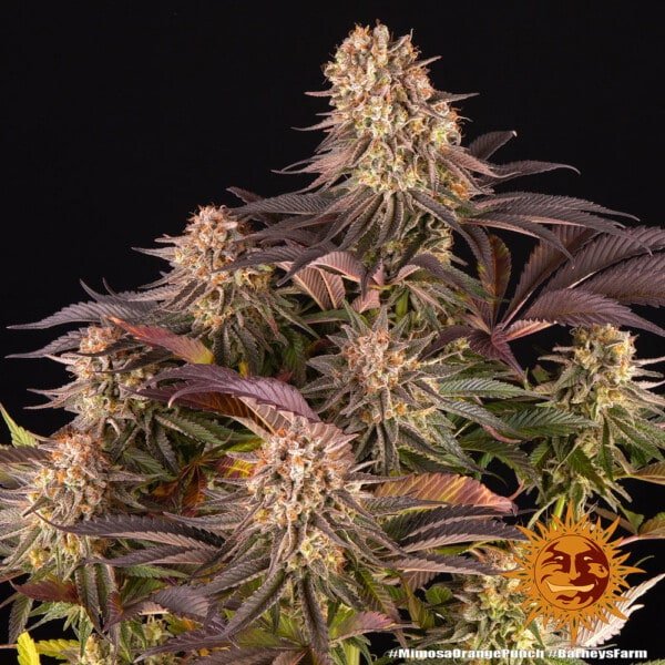 Barney's Farm Mimosa X Orange Punch Feminized Cannabis Seed Annibale Seedshop 5