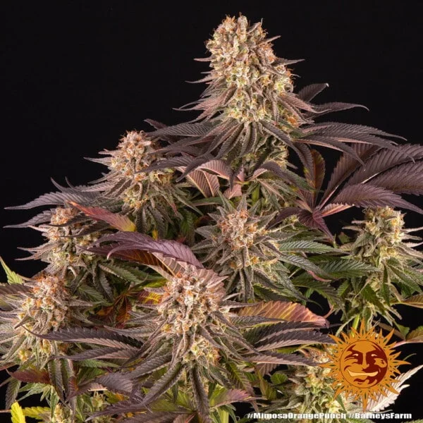 Mimosa x Orange Punch Femminizzata - Barney's Farm - immagine 6