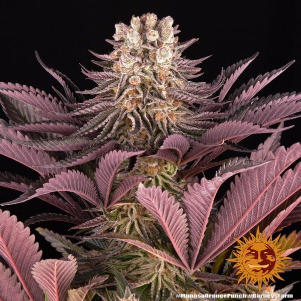 Barney's Farm Mimosa X Orange Punch Feminized Cannabis Seed Annibale Seedshop 6