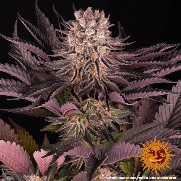 Barney's Farm Mimosa X Orange Punch Feminized Cannabis Seed Annibale Seedshop 7