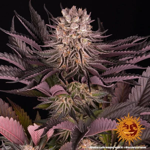 Mimosa x Orange Punch Femminizzata - Barney's Farm - immagine 4