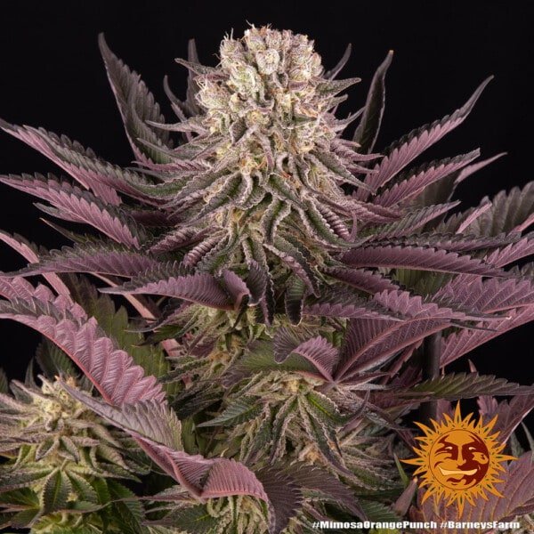 Barney's Farm Mimosa X Orange Punch Feminized Cannabis Seed Annibale Seedshop 8