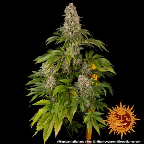 Barney's Farm Tropicanna Banana Feminized Cannabis Seed Annibale Seedshop 2