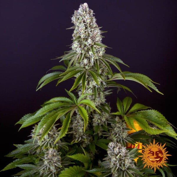 Barney's Farm Tropicanna Banana Feminized Cannabis Seed Annibale Seedshop 3