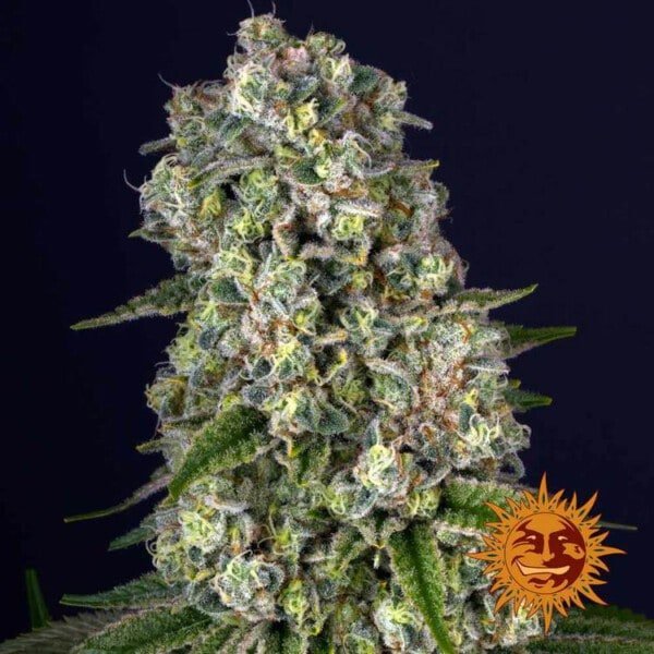 Barney's Farm Tropicanna Banana Feminized Cannabis Seed Annibale Seedshop 4