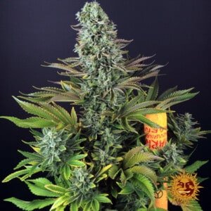 Barney's Farm Tropicanna Banana Feminized Cannabis Seed Annibale Seedshop 5