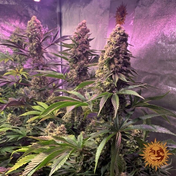 Barney's Farm Tropicanna Banana Feminized Cannabis Seed Annibale Seedshop 8