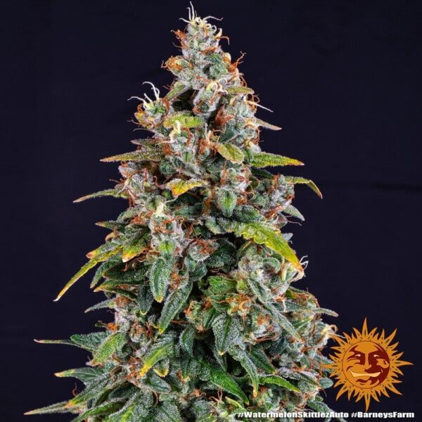 Barney's Farm Watermelon Zkittlez Autoflowering Feminized Cannabis Seed Annibale Seedshop 3