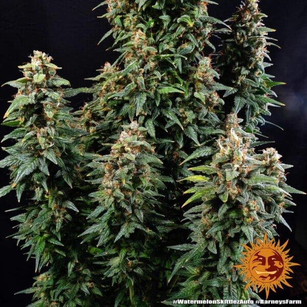 Barney's Farm Watermelon Zkittlez Autoflowering Feminized Cannabis Seed Annibale Seedshop 5