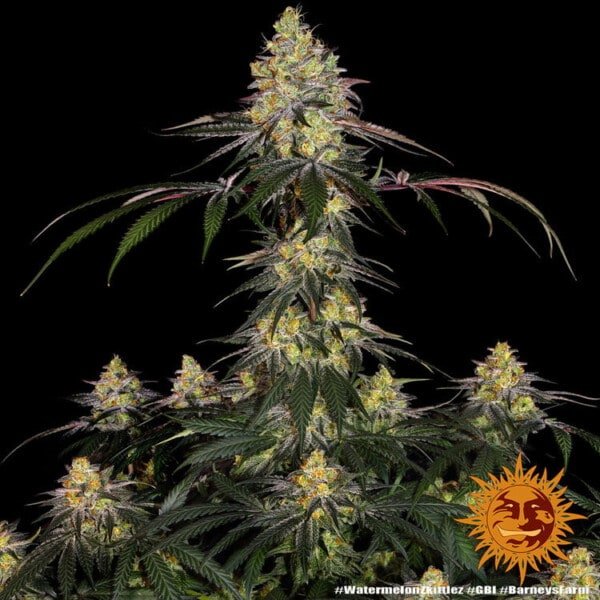 Barney's Farm Watermelon Zkittlez Feminized Cannabis Seed Annibale Seedshop 2