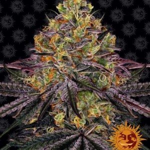 Barney's Farm Watermelon Zkittlez Feminized Cannabis Seed Annibale Seedshop