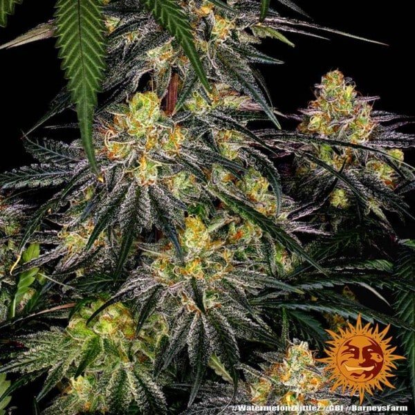 Barney's Farm Watermelon Zkittlez Feminized Cannabis Seed Annibale Seedshop 5