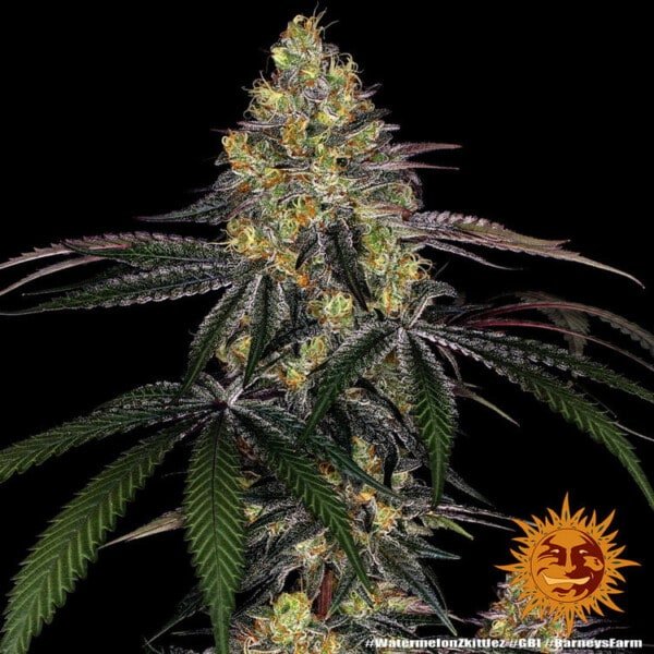 Barney's Farm Watermelon Zkittlez Feminized Cannabis Seed Annibale Seedshop 6