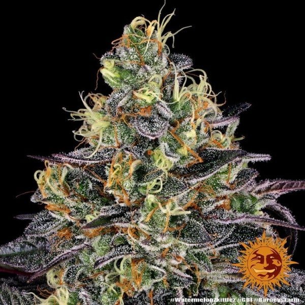 Barney's Farm Watermelon Zkittlez Feminized Cannabis Seed Annibale Seedshop 7