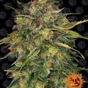 Barney's Farm Cheese Feminized Cannabis Seed Annibale Seedshop