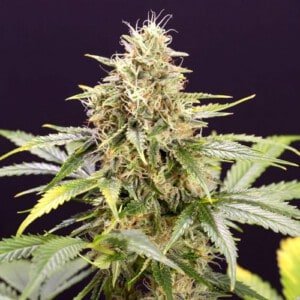 Chocolate-Mint-OG-Autofiorente-Humboldt-Seeds-Organization-annibale-seedshop