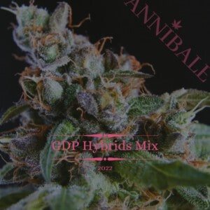 GDP hybrids mix - Annibale Genetics