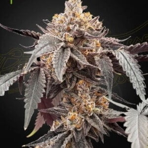 Green House Seeds Guava Gelato 41 Auto Feminized Cannabis Seeds Annibale Seedshop