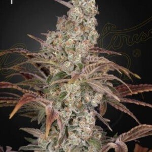 Green House Seeds Jack Dream Feminized Cannabis Seeds Annibale Seedshop